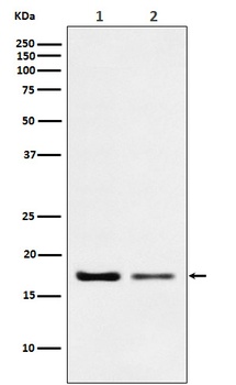 Anti-Destrin Rabbit Monoclonal Antibody
