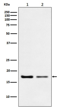 Destrin Rabbit Monoclonal Antibody