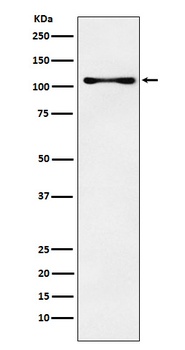 Anti-CENPC Rabbit Monoclonal Antibody