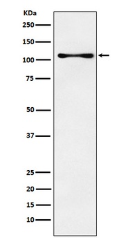 CENPC Rabbit Monoclonal Antibody