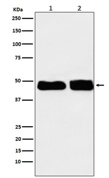 C4 binding protein Rabbit Monoclonal Antibody