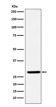 Anti-FHL2 Rabbit Monoclonal Antibody