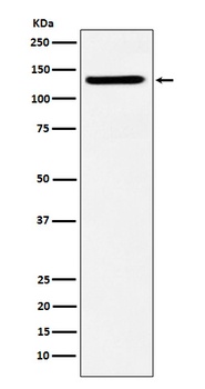 Anti-SF3B3 Rabbit Monoclonal Antibody