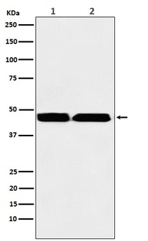 Anti-KMT1B / SUV39H2 Rabbit Monoclonal Antibody