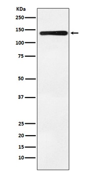Anti-Bub1 Rabbit Monoclonal Antibody