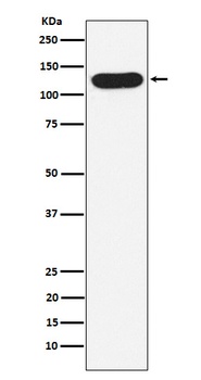 Anti-Nicastrin Rabbit Monoclonal Antibody