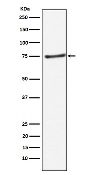 Anti-PIAS1 Rabbit Monoclonal Antibody
