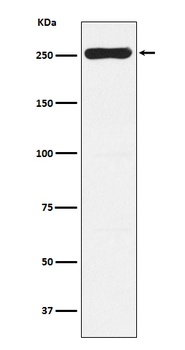Anti-WNK1 Rabbit Monoclonal Antibody