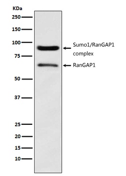 RanGAP1 Rabbit Monoclonal Antibody