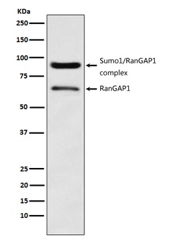 Anti-RanGAP1 Rabbit Monoclonal Antibody