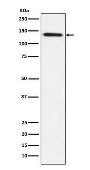 Anti-Lipin 1 Rabbit Monoclonal Antibody