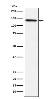 Lipin 1 Rabbit Monoclonal Antibody