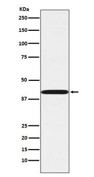 Anti-P2Y6 Rabbit Monoclonal Antibody