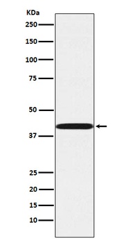 P2Y6 Rabbit Monoclonal Antibody