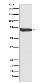 Frizzled 9 / CD349 Rabbit Monoclonal Antibody