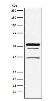Anti-PIST Rabbit Monoclonal Antibody