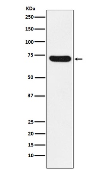 NOXA2/p67phox Rabbit Monoclonal Antibody