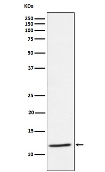 Anti-DAP12 Rabbit Monoclonal Antibody