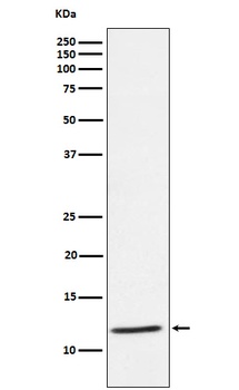 DAP12 Rabbit Monoclonal Antibody