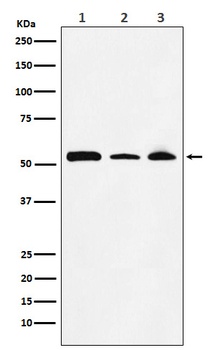 NONO / p54nrb Rabbit Monoclonal Antibody