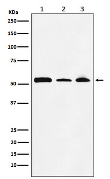 Anti-NONO / p54nrb Rabbit Monoclonal Antibody