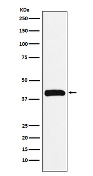 Anti-Bub3 Rabbit Monoclonal Antibody