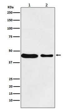 MC4 Receptor Rabbit Monoclonal Antibody