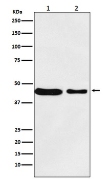 Anti-MC4 Receptor Rabbit Monoclonal Antibody