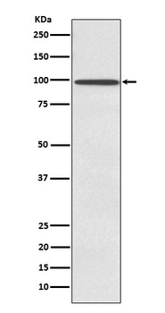 Anti-SUN1 Rabbit Monoclonal Antibody
