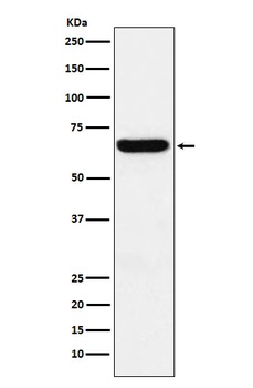 Anti-Methionine Aminopeptidase 2 Rabbit Monoclonal Antibody
