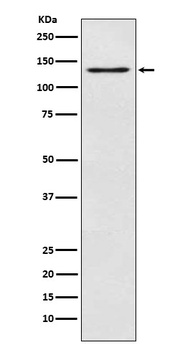 Anti-MGEA5 Rabbit Monoclonal Antibody
