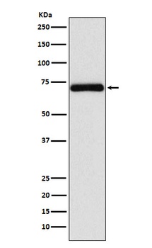 Anti-Frizzled 8 Rabbit Monoclonal Antibody