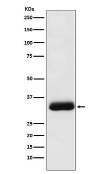 Anti-RACK1 Rabbit Monoclonal Antibody