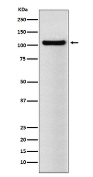 Anti-BRD2 Rabbit Monoclonal Antibody