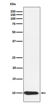 Anti-BANF1 Rabbit Monoclonal Antibody
