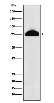 CD66b Rabbit Monoclonal Antibody