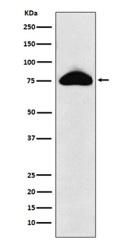 Anti-CD66b Rabbit Monoclonal Antibody