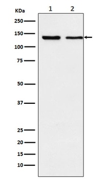 Anti-Exportin 5 Rabbit Monoclonal Antibody