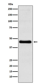 Anti-CXCR5 Rabbit Monoclonal Antibody