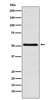 BAF57/SMARCE1 Rabbit Monoclonal Antibody