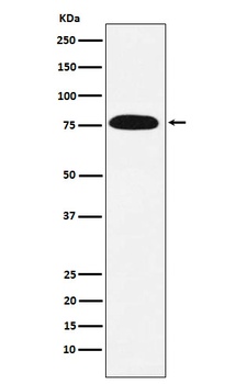 Anti-KHSRP Rabbit Monoclonal Antibody