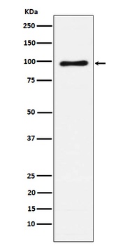 Anti-Vav1/2/3 Rabbit Monoclonal Antibody