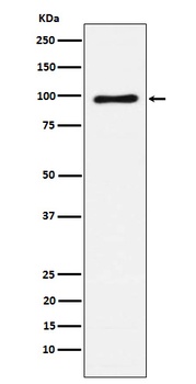 Vav1/2/3 Rabbit Monoclonal Antibody