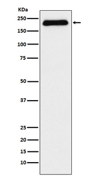 ATAD2 Rabbit Monoclonal Antibody