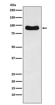 Cenexin1 / ODF2 Rabbit Monoclonal Antibody