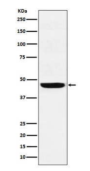 SEC61A Rabbit Monoclonal Antibody
