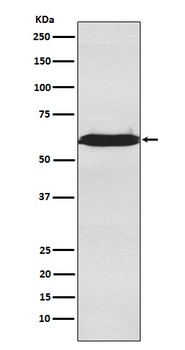 Anti-U2AF65 Rabbit Monoclonal Antibody