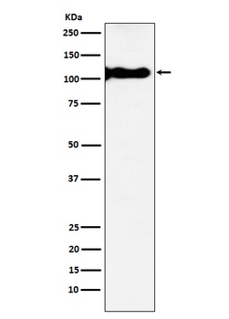 Anti-KA1 Rabbit Monoclonal Antibody