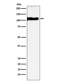 KA1 Rabbit Monoclonal Antibody