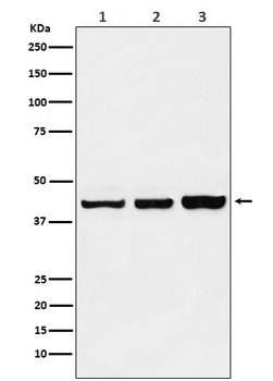 Anti-PRMT6 Rabbit Monoclonal Antibody